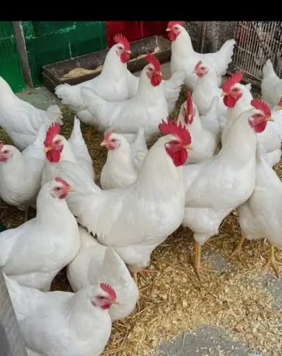 Poultry & Farm Equipment